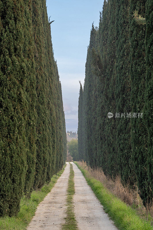 Viale concipressi